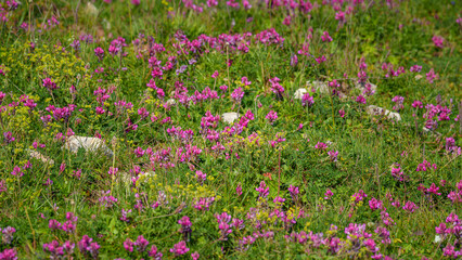 A panoramic view of meadow grasses and flowers growing on the Bolshoy Bermamyt plateau, nature, at daytime, Stavropol Krai, Russia