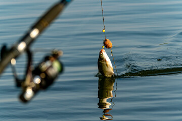 A fisherman is fishing. He pulls a white fish out of a feeder with hooks. It's a crucian carp, a white fish.