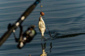 A fisherman is fishing. He pulls a white fish out of a feeder with hooks. It's a crucian carp, a white fish.