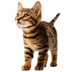 Obraz premium An Adorable Tabby Kitten Gazing Upwards with Curiosity Isolated on transparent background, cutout 