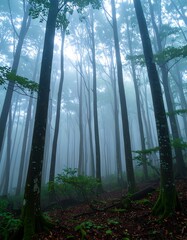 Misty forest at dawn (1)