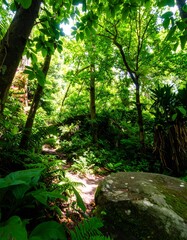 Lush green forest path