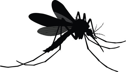 Detailed mosquito silhouette isolated on for pest control concepts vector