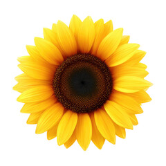 Fototapeta premium Close-up of a vibrant sunflower, with yellow petals radiating outward from a dark brown central disc