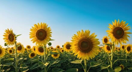 Fototapeta premium Sunflowers fill a vast field against a clear blue sky