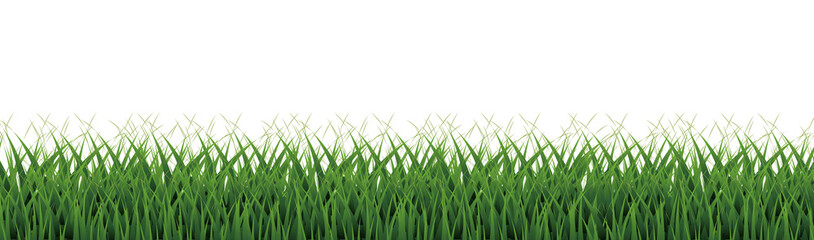 Fototapeta premium Green Grass Panorama And Isolated White Background