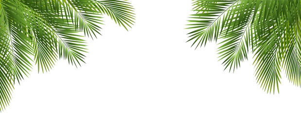 Green Palm Branch And Isolated White Background