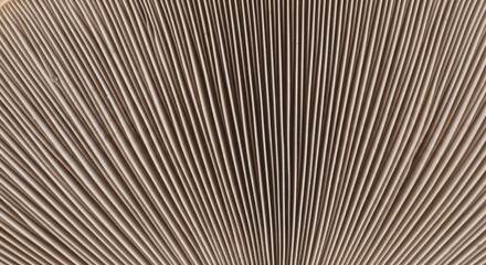 Fototapeta premium Abstract natural pattern of close-up mushroom gills