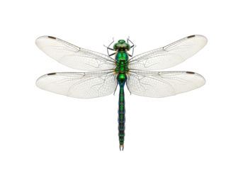 Majestic emerald green dragonfly, iridescent body, sapphire blue veins on translucent wings, perched on a transparent studio background with copy space, concept of natural beauty and ecosystem