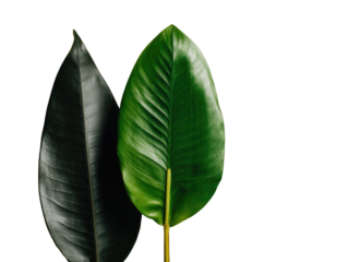 Two vibrant green leaves, one dark and one light, are positioned close together against a black background