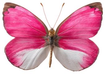 Vibrant pink and white butterfly, detailed wings