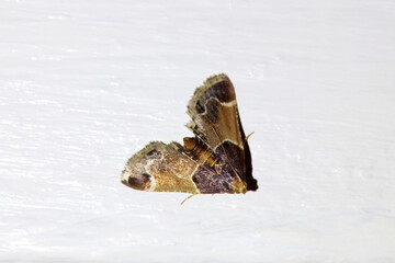 Meal moth, Pyralis farinalis