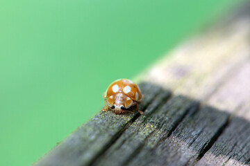 The lady beetle Calvia decemguttata