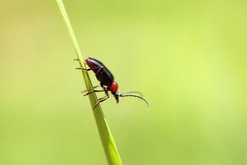 The long-horned beetle Dinoptera collaris