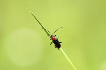 The long-horned beetle Dinoptera collaris