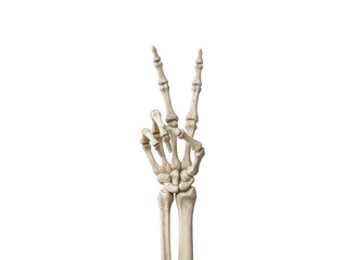 Skeleton Hand Making Peace Sign on White Background