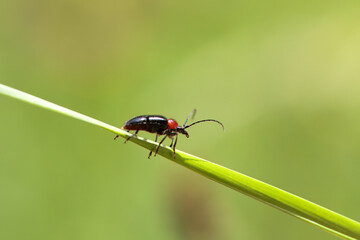 The long-horned beetle Dinoptera collaris