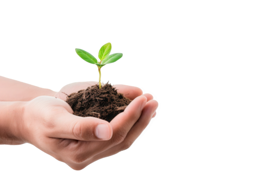 Hands holding a small green plant seedling in soil, isolated on transparent background - Powered by Adobe