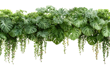 Lush green foliage wall with cascading plants