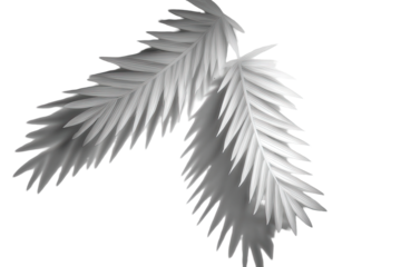 Two stylized, white palm fronds, sharply detailed, against a black background
