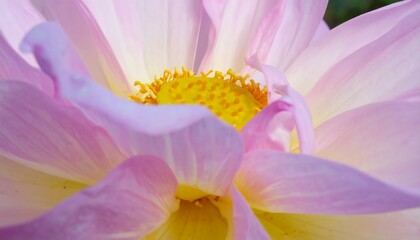 Obraz premium Close-up of a delicate pink dahlia