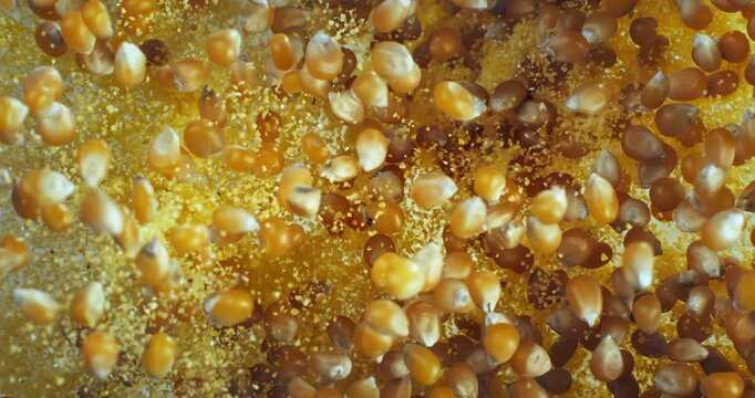 Golden maize grains exploding upward from corn flour surface. High speed macro food footage, artistic cinematic slow motion at 1000fps.
