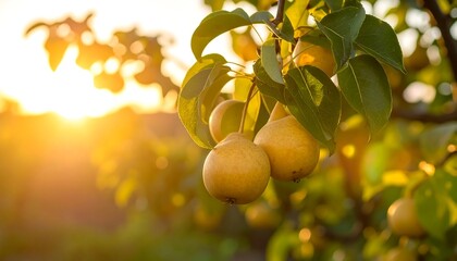 Pears on a tree at sunset