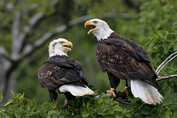 Obraz premium Two Bald Eagle Perched on Branch Calling Out In Natural Habitat