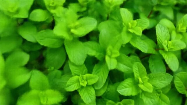 Closeup lush green mint foliage
