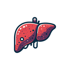 Stylized illustration of a human liver, showcasing its structure and color variations, suitable for educational use