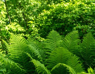 Lush fern foliage in bright sunlight