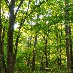 Obraz premium Lush forest canopy bathed in sunlight