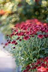 red flowers in the fall garden