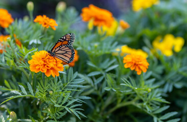 monarch butterfly on yellow flower