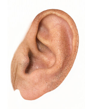 Close-Up Isolated Human Ear with Transparent Background &ndash; Hearing and Anatomy Detail