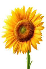 Naklejka premium Close-up of a vibrant yellow sunflower, featuring a detailed center and radiating petals. A green stem is visible