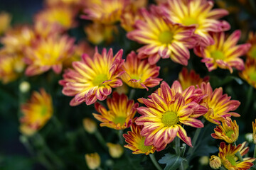 Fototapeta premium red and yellow flowers