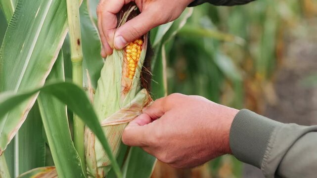 Farmer inspecting ripe corn ears during harvest season in a vibrant field