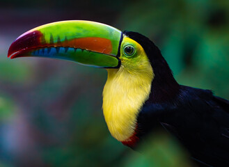 toucan on a branch