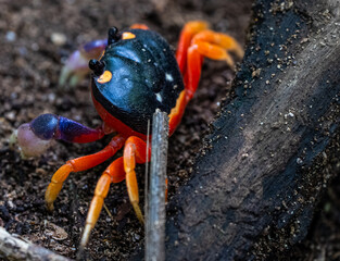 crab on black background