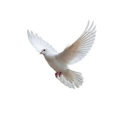 Fototapeta premium White dove flying against black background isolated on a transparent background bird wings