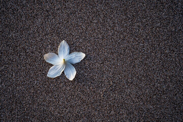 white flower on black background