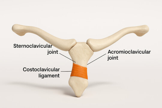 Sternoclavicular Joint Anatomy Illustration