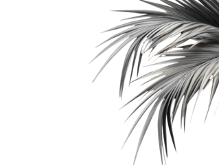 Silver palm fronds against a black background