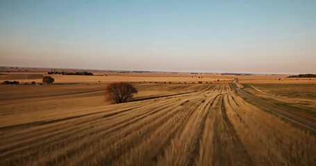 Starting camera moving along dirt track through golden fields, revealing lone tree bales farm barns - Powered by Adobe