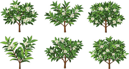 Obraz premium Beautiful citrus tree illustration set with green leaves and white blossoms, perfect for botanical designs, garden artwork, natural themes, and decorations