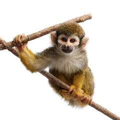 Fototapeta premium Playful squirrel monkey gripping branch amidst for captivating wildlife photography
