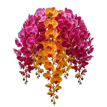Vibrant orchid cascade isolated on transparent background transparent background