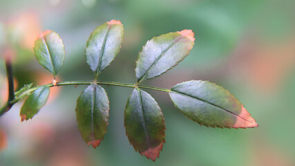 Macro photography of green leaves with brown edges on blurred natural background in nature