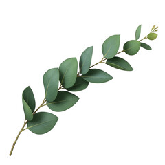 Green eucalyptus branch isolated on transparent background transparent background